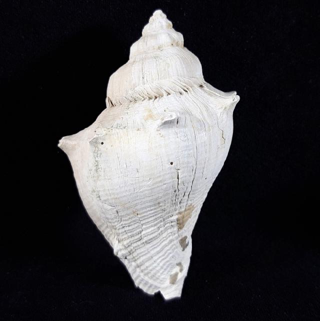 Melongena corona (GMELIN 1791) - Bild © FossNet FossilienStore